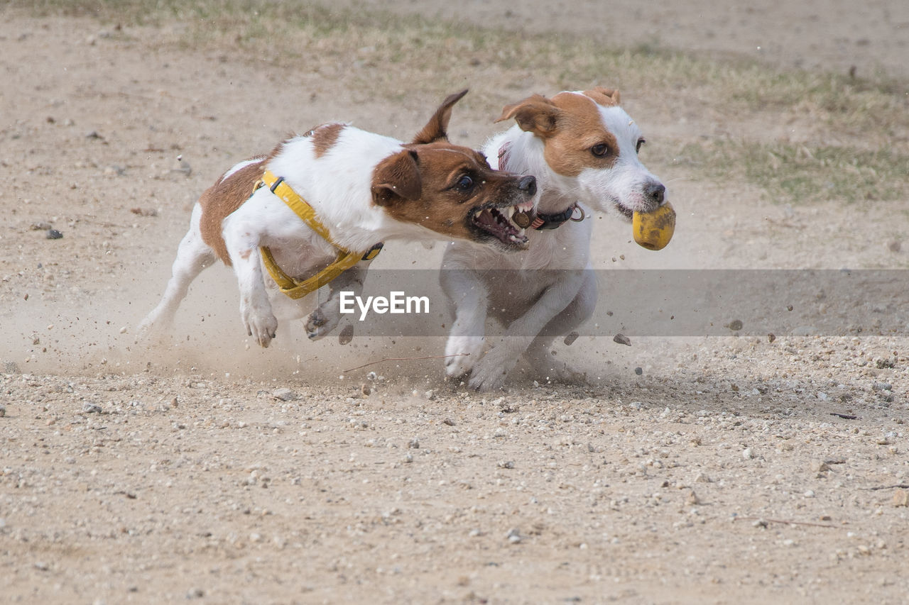 DOGS PLAYING WITH SAND