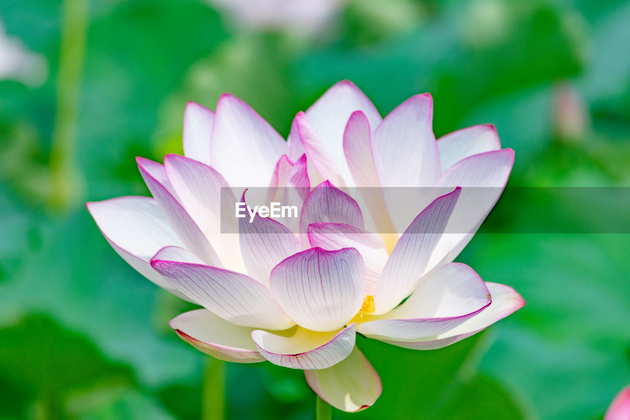 Close-up of water lily in lake