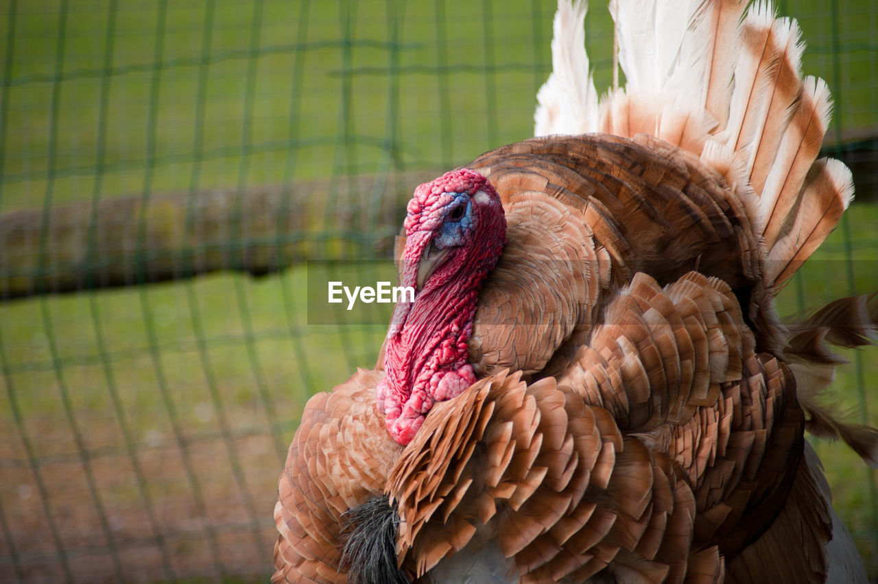 Close-up of rooster