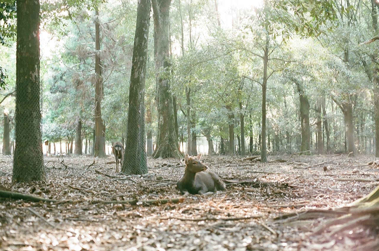 VIEW OF TREES IN FOREST