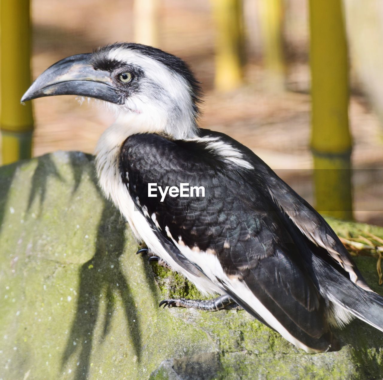 CLOSE-UP OF BIRD PERCHING ON WOOD