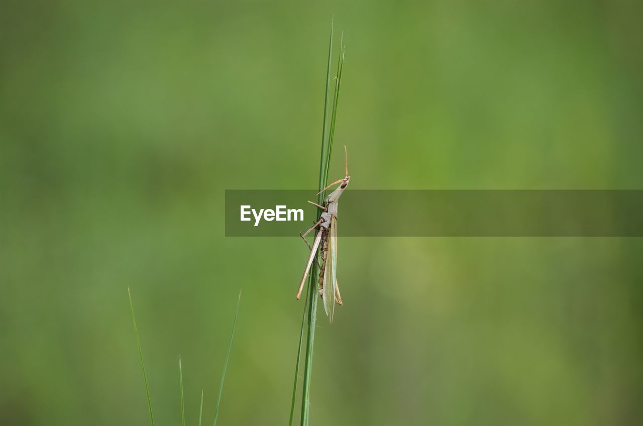 Close-up of damselfly on leaf