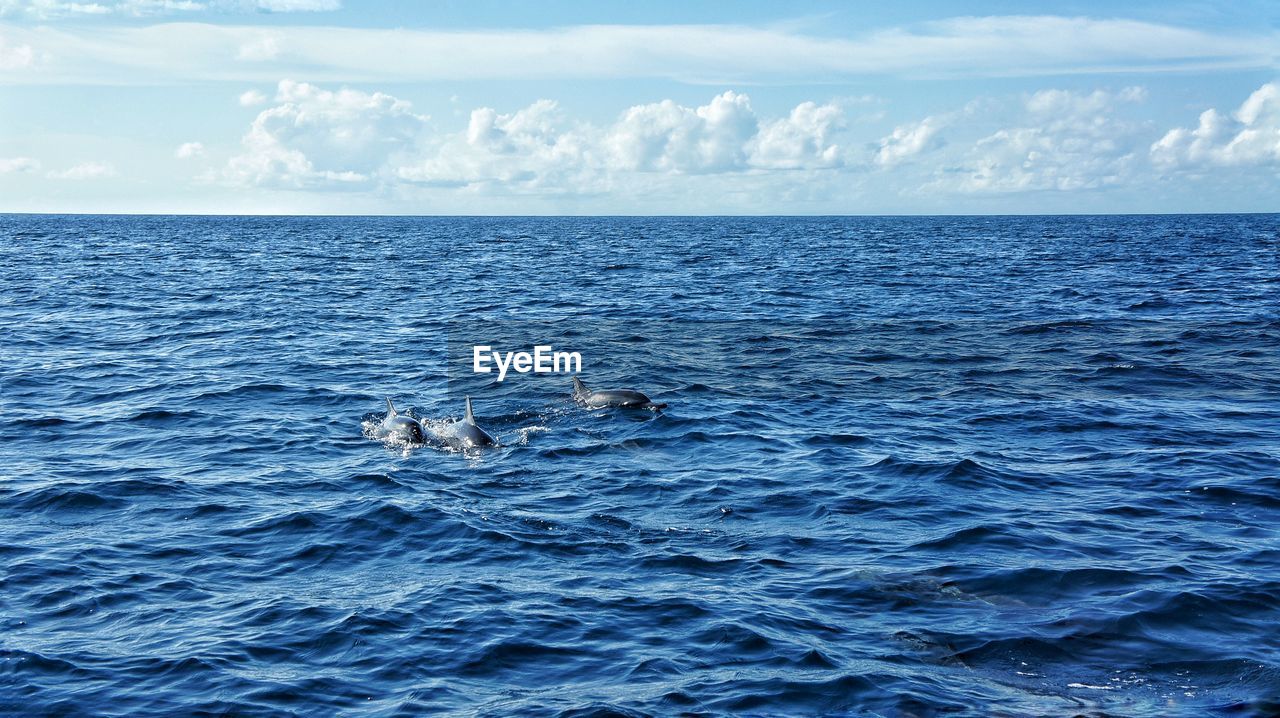 Dolphins swimming in water