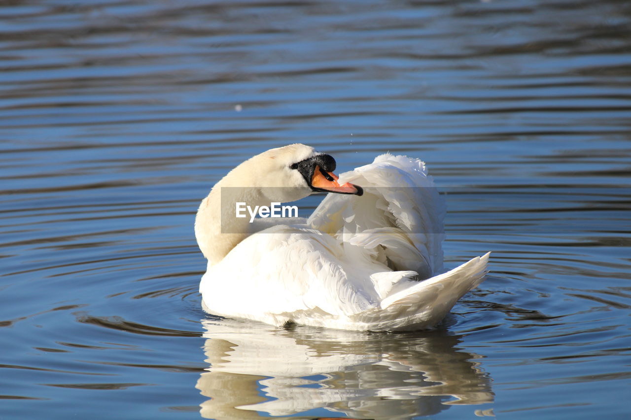 bird, animal themes, wildlife, animal wildlife, animal, water, swan, lake, ducks, geese and swans, water bird, beak, one animal, swimming, nature, reflection, white, mute swan, wing, no people, rippled, day, waterfront, beauty in nature, zoology, duck, outdoors, animal body part