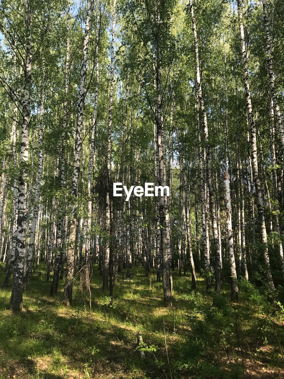 BAMBOO TREES IN FOREST