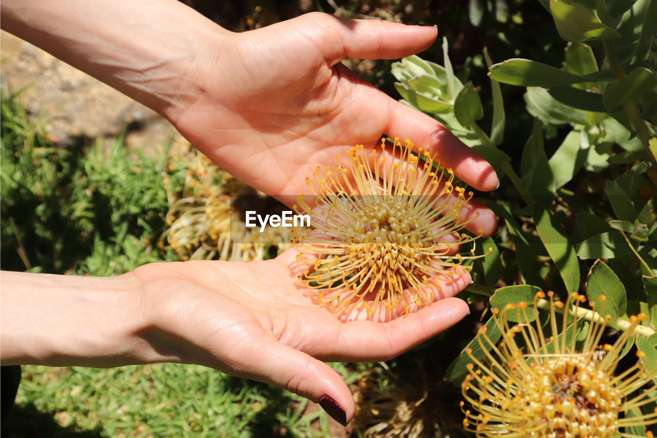 Close-up of hands holding yellow flower blooming on field