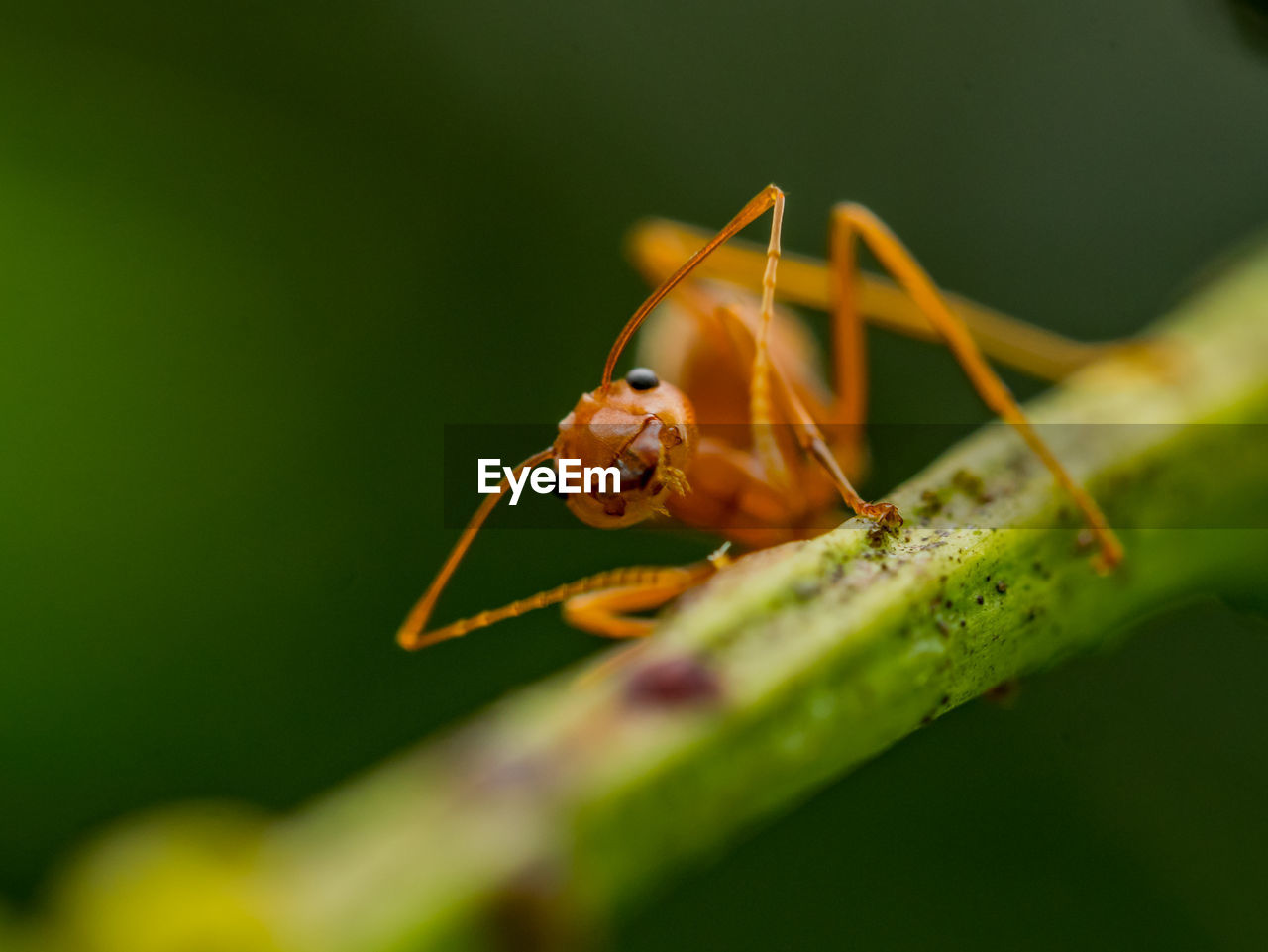 Close-up of ant on stem