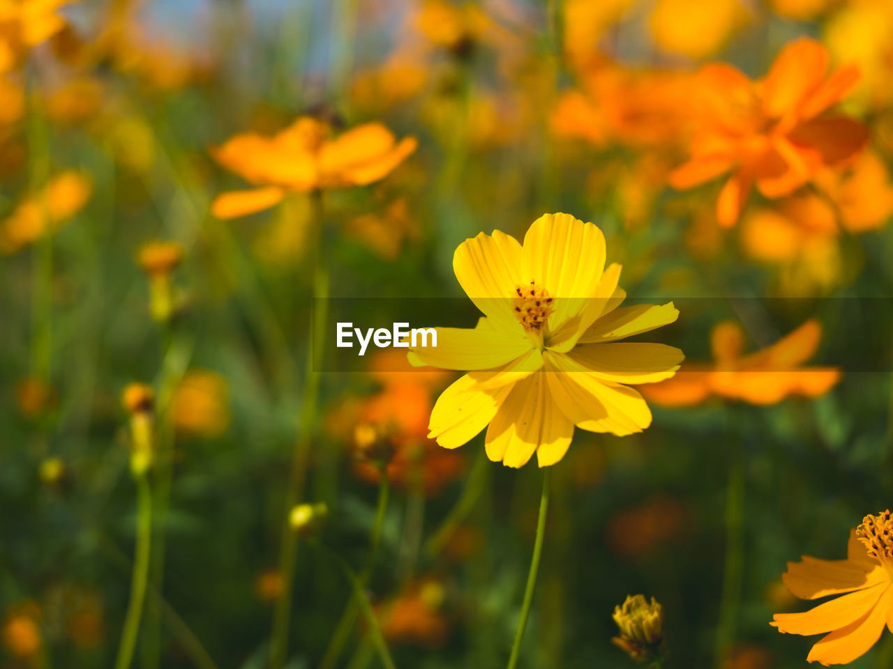 CLOSE-UP OF YELLOW COSMOS FLOWERS