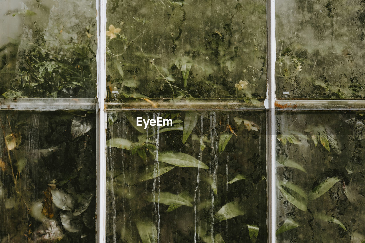 Full frame shot of plants seen through glass window