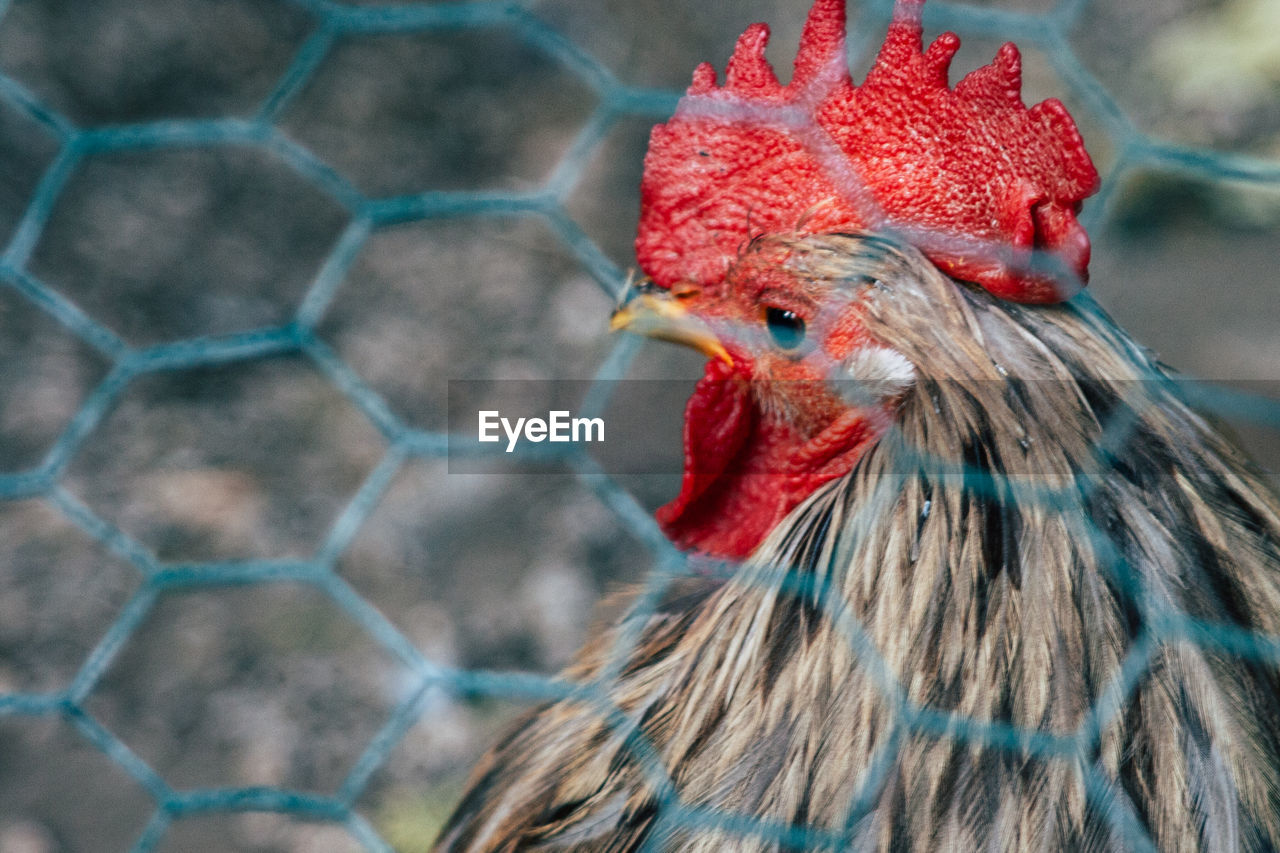 Close-up of rooster seen through fence