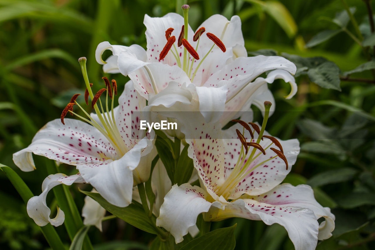 Close-up of white flowers