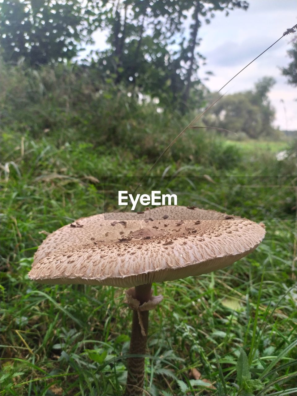 MUSHROOM GROWING ON FIELD