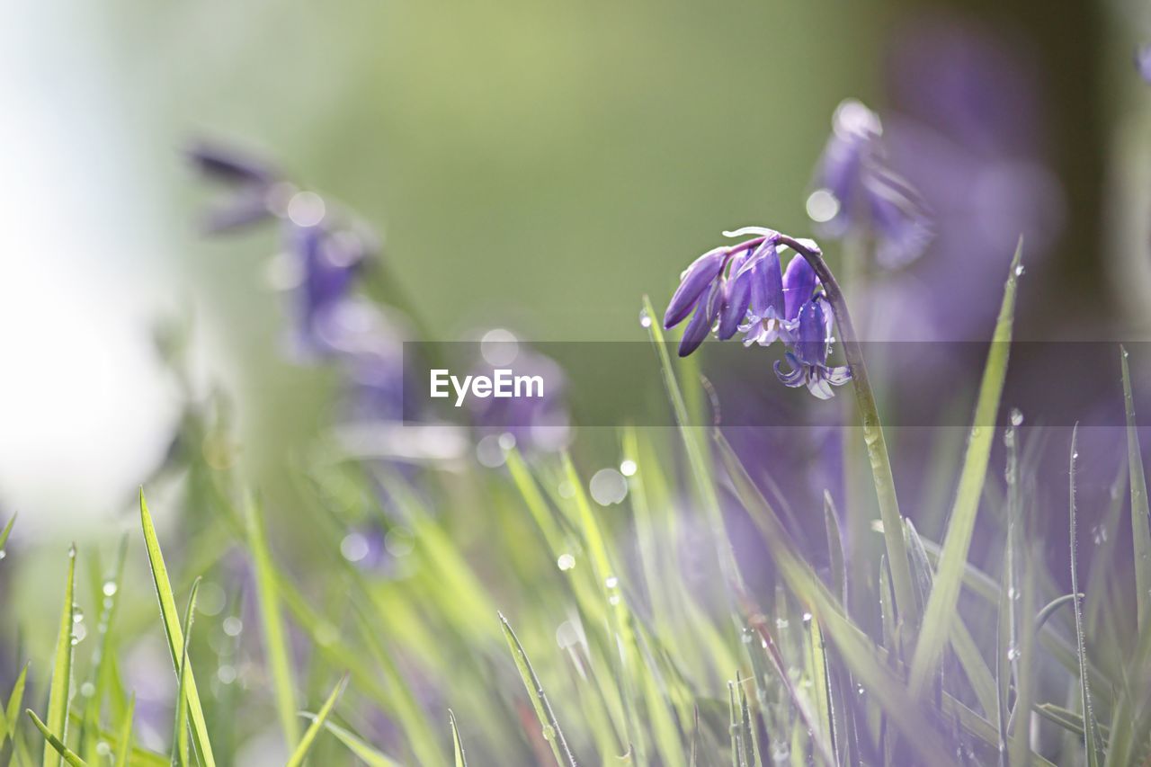 Soft spring bluebells