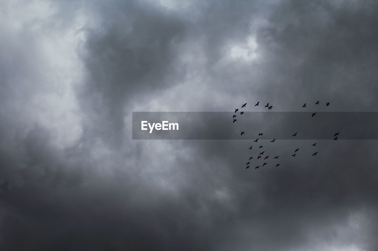 LOW ANGLE VIEW OF BIRDS FLYING AGAINST CLOUDY SKY