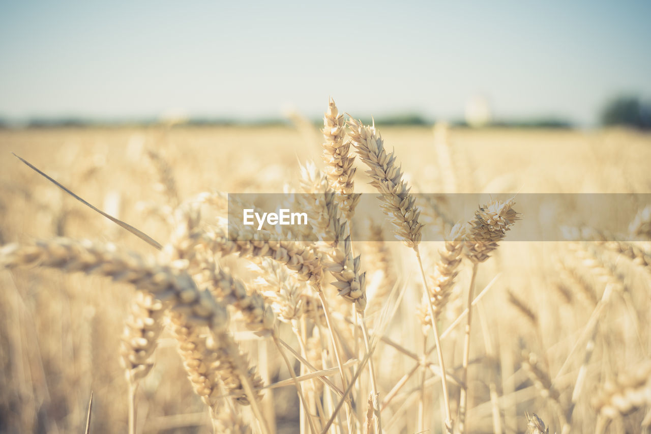 agriculture, crop, cereal plant, landscape, rural scene, field, food, plant, land, wheat, farm, growth, sky, nature, summer, environment, food grain, barley, food and drink, gold, harvesting, beauty in nature, no people, close-up, focus on foreground, copy space, ripe, cultivated, corn, scenics - nature, plant stem, selective focus, tranquility, outdoors, sunlight, rye, organic, day, whole grain, seed, tranquil scene, idyllic, vegetable, cereal, autumn, emmer, yellow