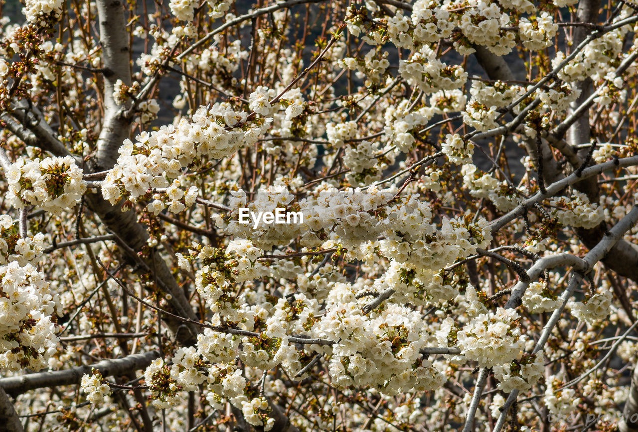 FULL FRAME SHOT OF WHITE CHERRY BLOSSOM TREE