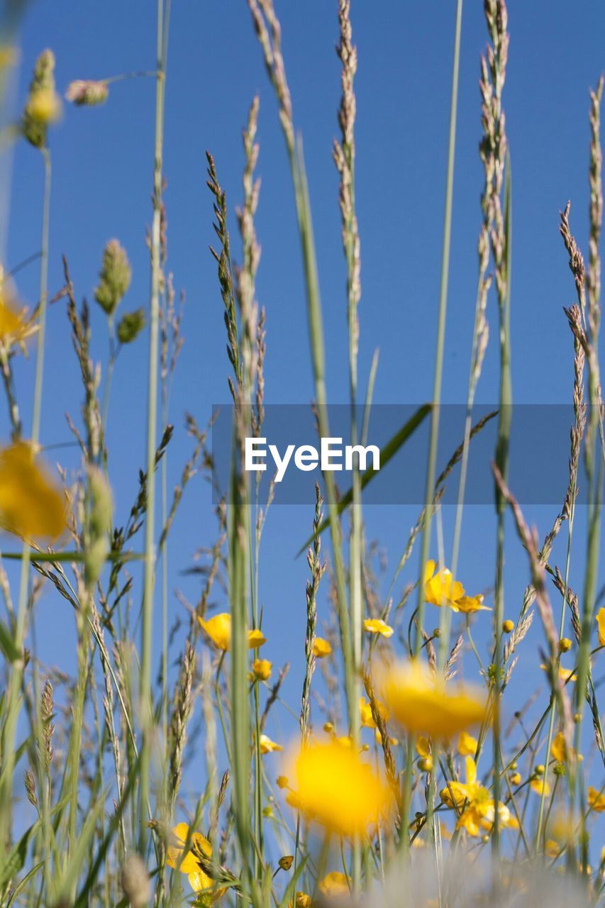 Low angle view of fresh crop plants amidst yellow flowers against clear sky