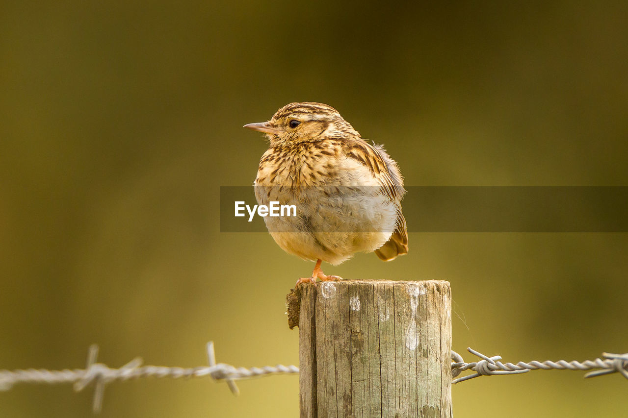 CLOSE-UP OF BIRD ON WOODEN POST