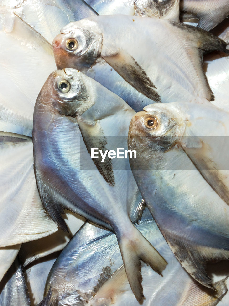 CLOSE-UP OF FISH FOR SALE AT MARKET