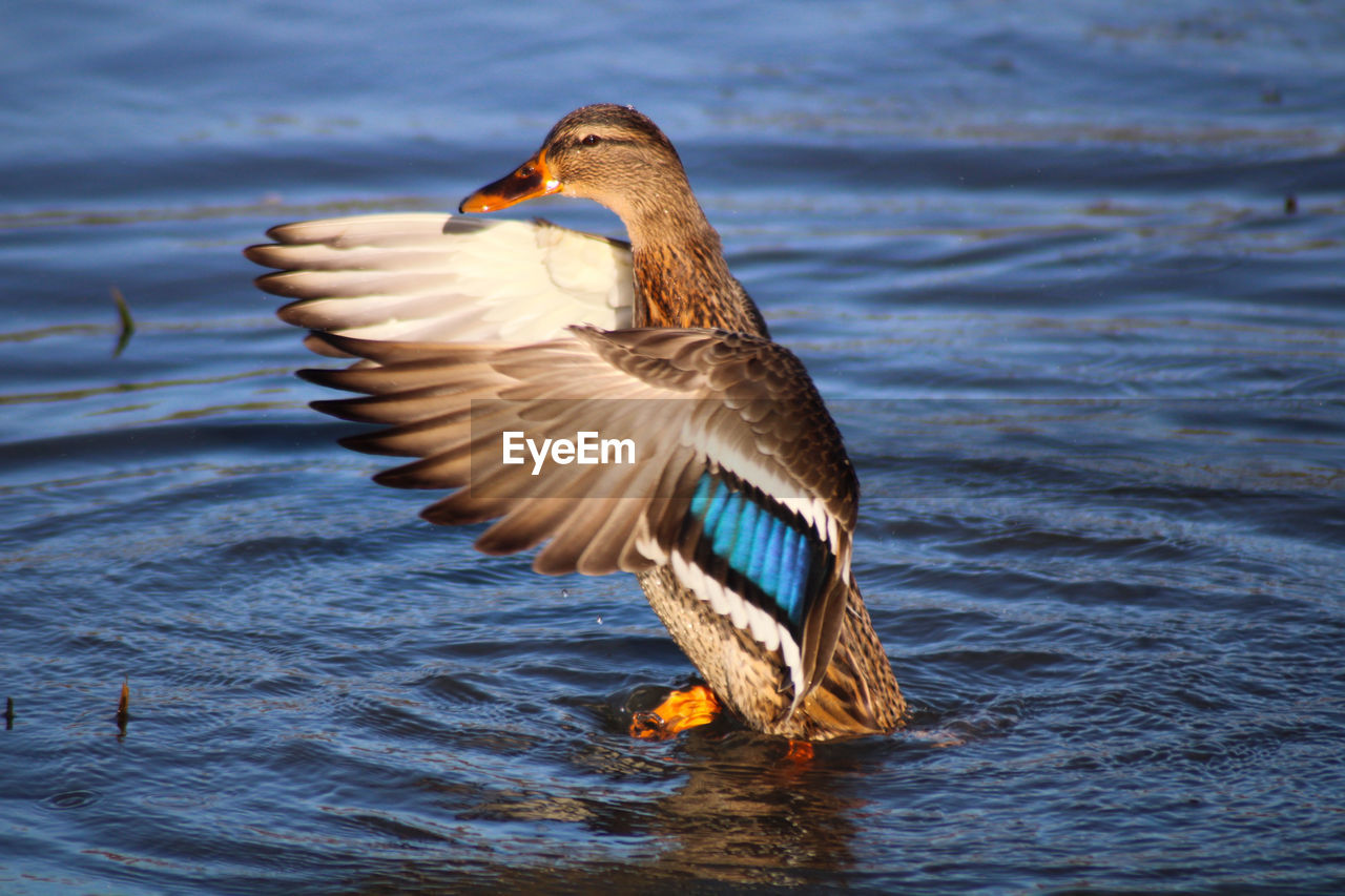 Preening duck in lake 