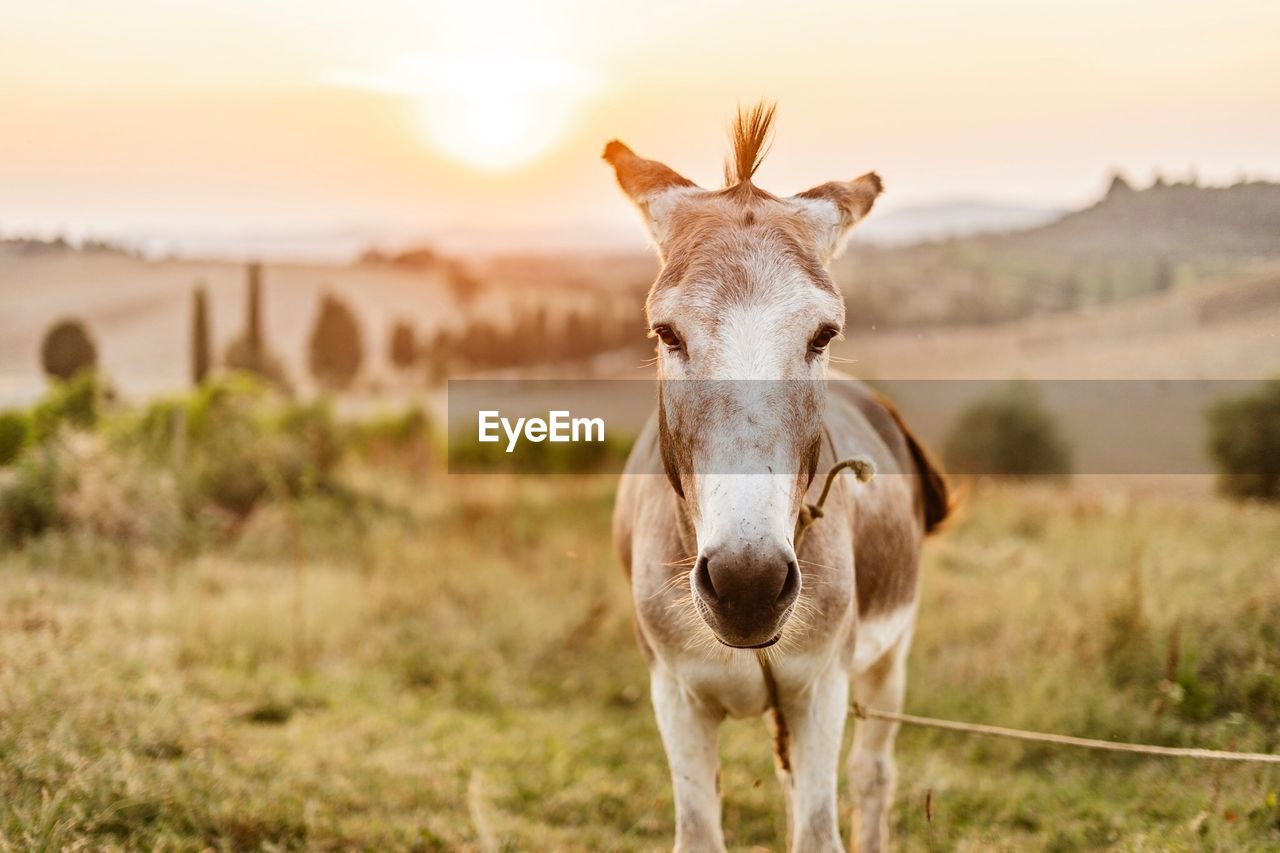 Donkey portrait in wonderful golden sunlight