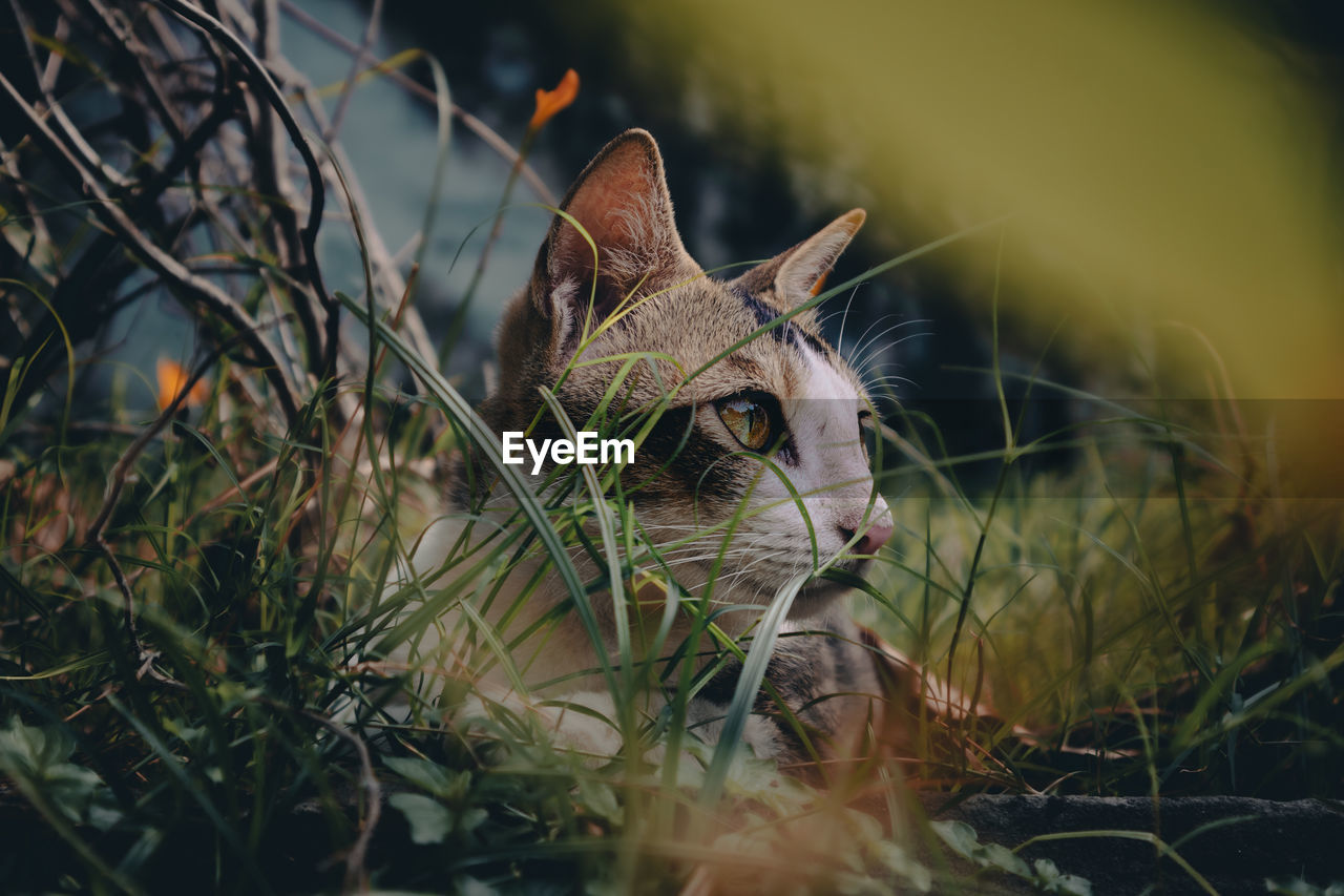 portrait of cat