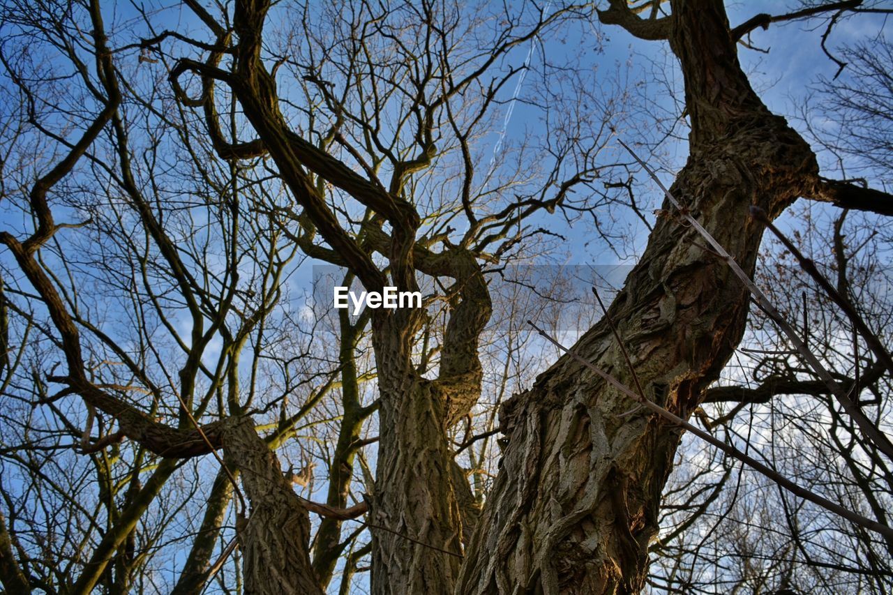 LOW ANGLE VIEW OF BARE TREES IN FOREST AGAINST SKY