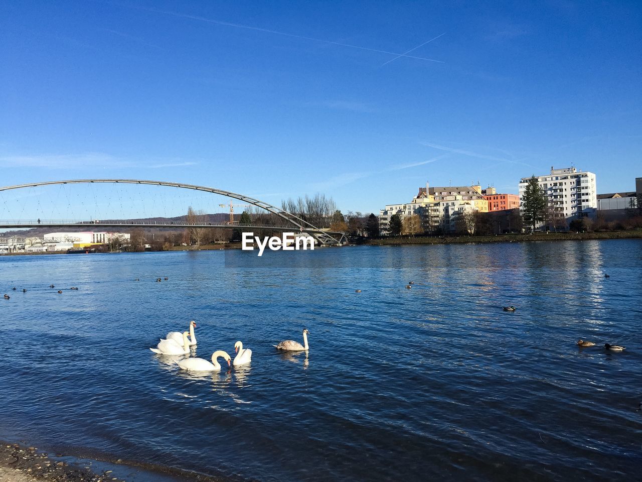 Ducks swimming in rhine river against blue sky near dreiländereck