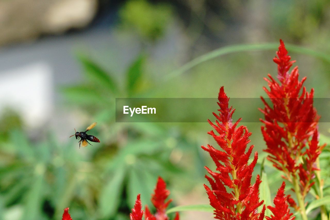 CLOSE-UP OF BEE POLLINATING FLOWER