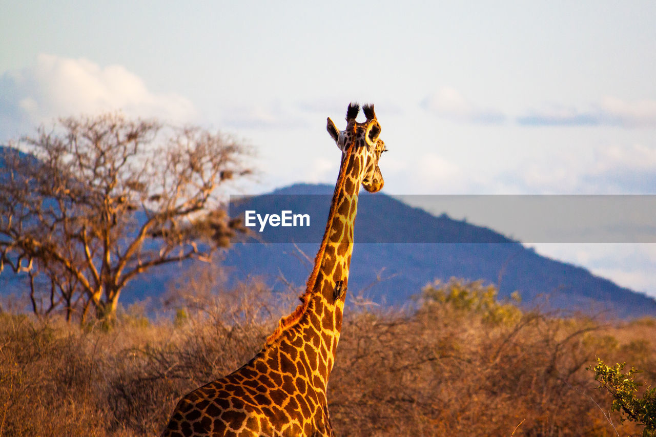 Giraffe standing by bare trees against sky