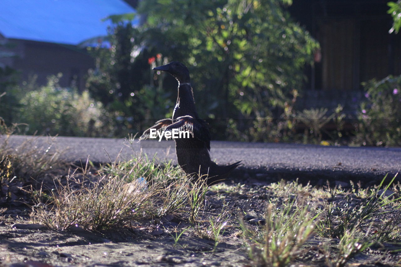 VIEW OF BIRD ON LAND