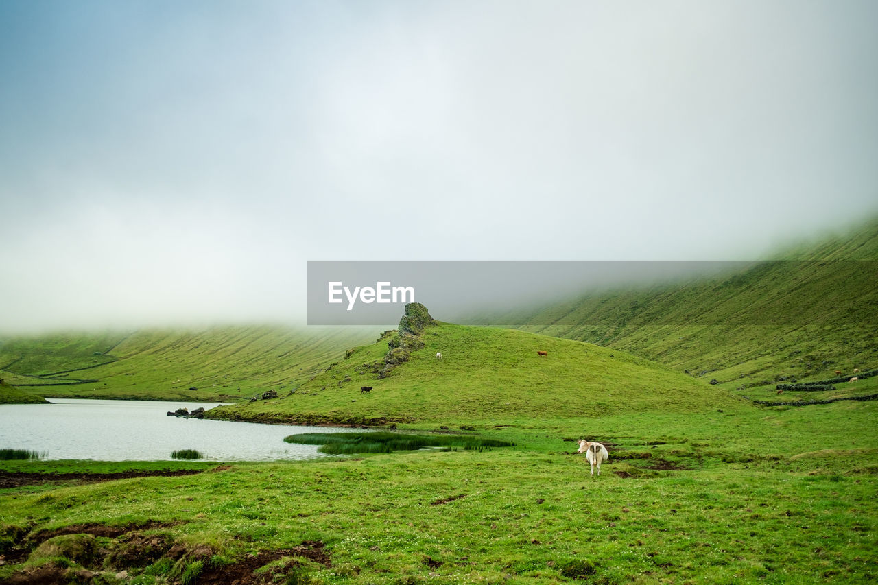 Scenic view of grassy field against sky