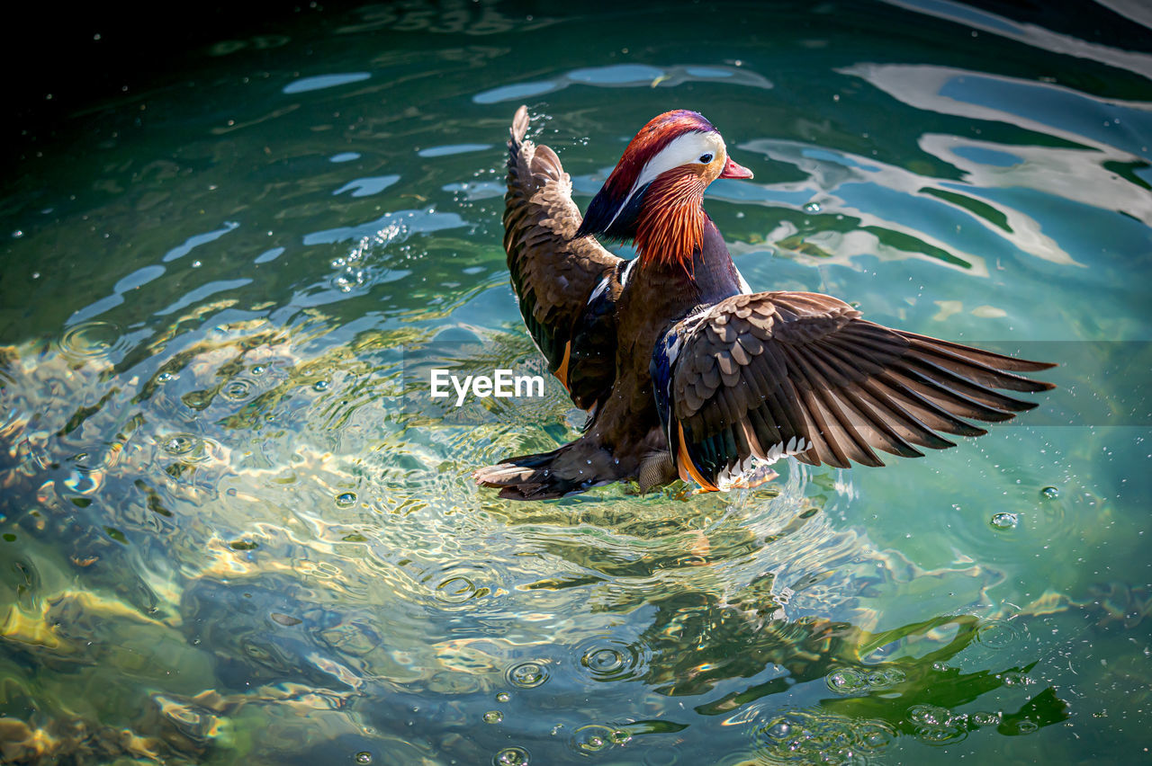 One adult male mandarin duck swimming in lake geneva, switzerland. aix galericulata spreading wings.