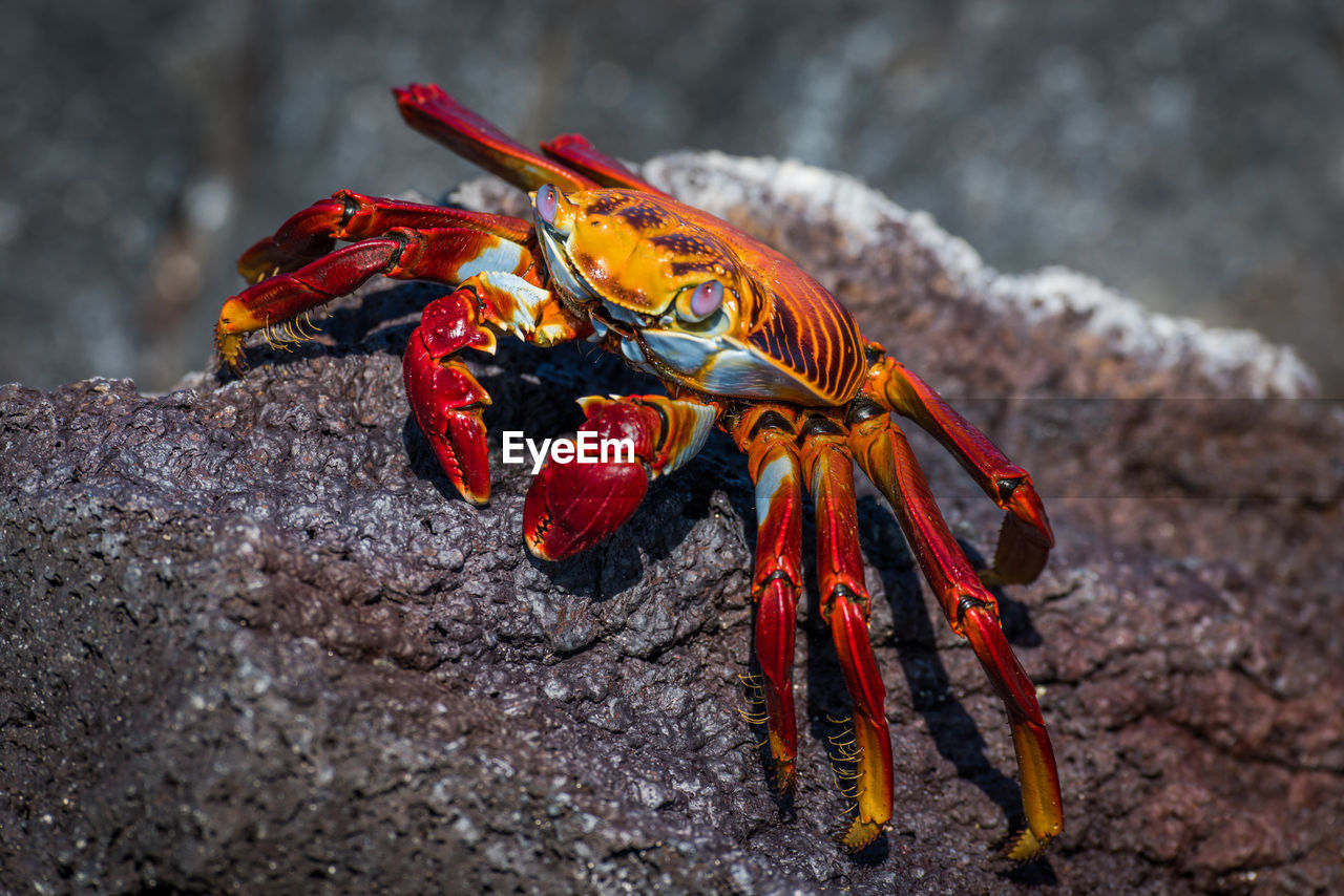 Close-up of crab on rock at beach