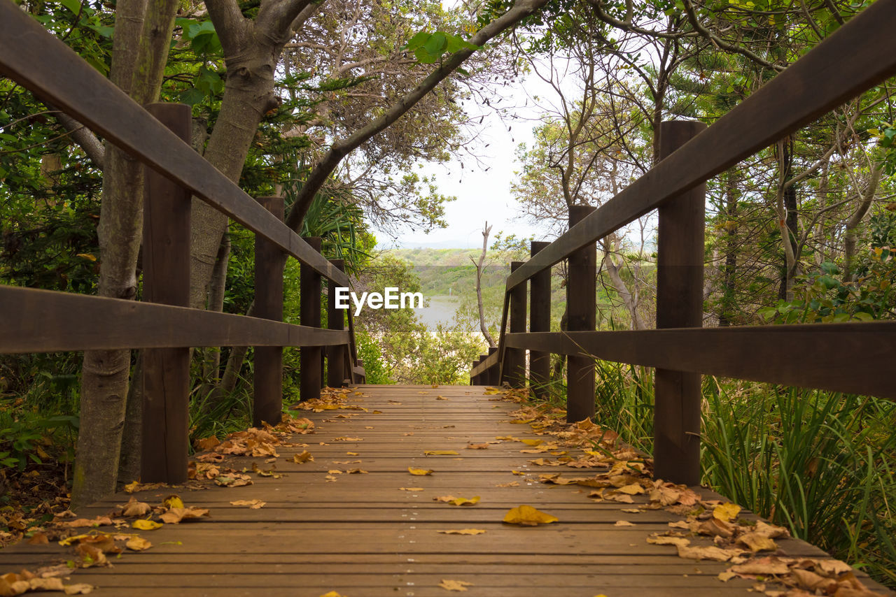 Wooden footbridge amidst trees in forest