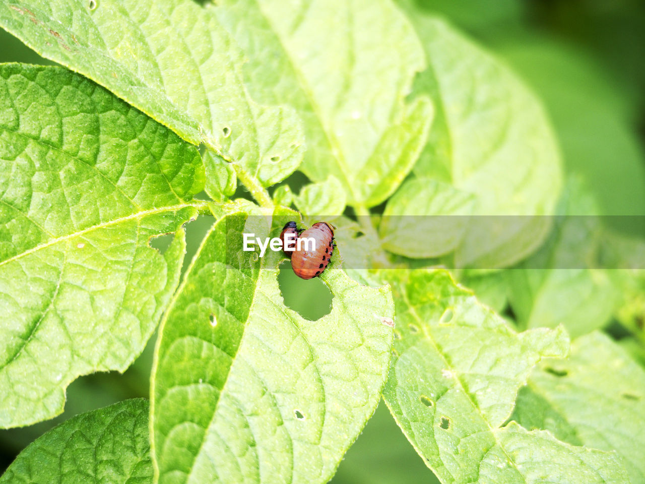 High angle view of beetles on leaf