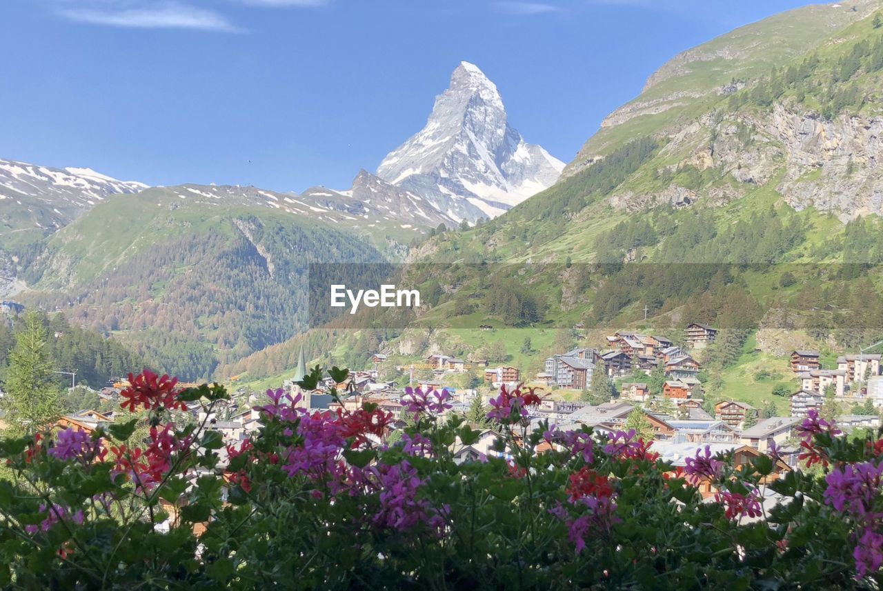Scenic view of flowering plants and mountains against sky