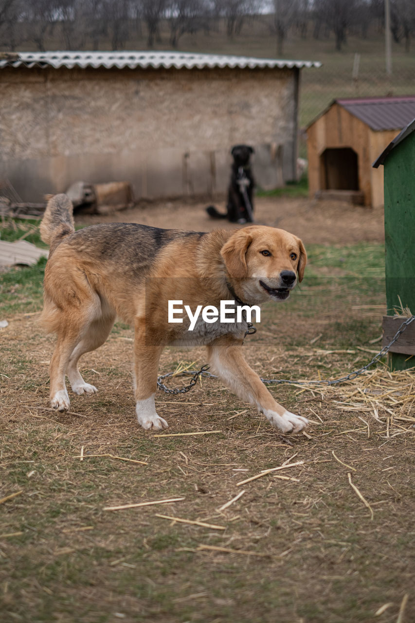 dog standing on grass