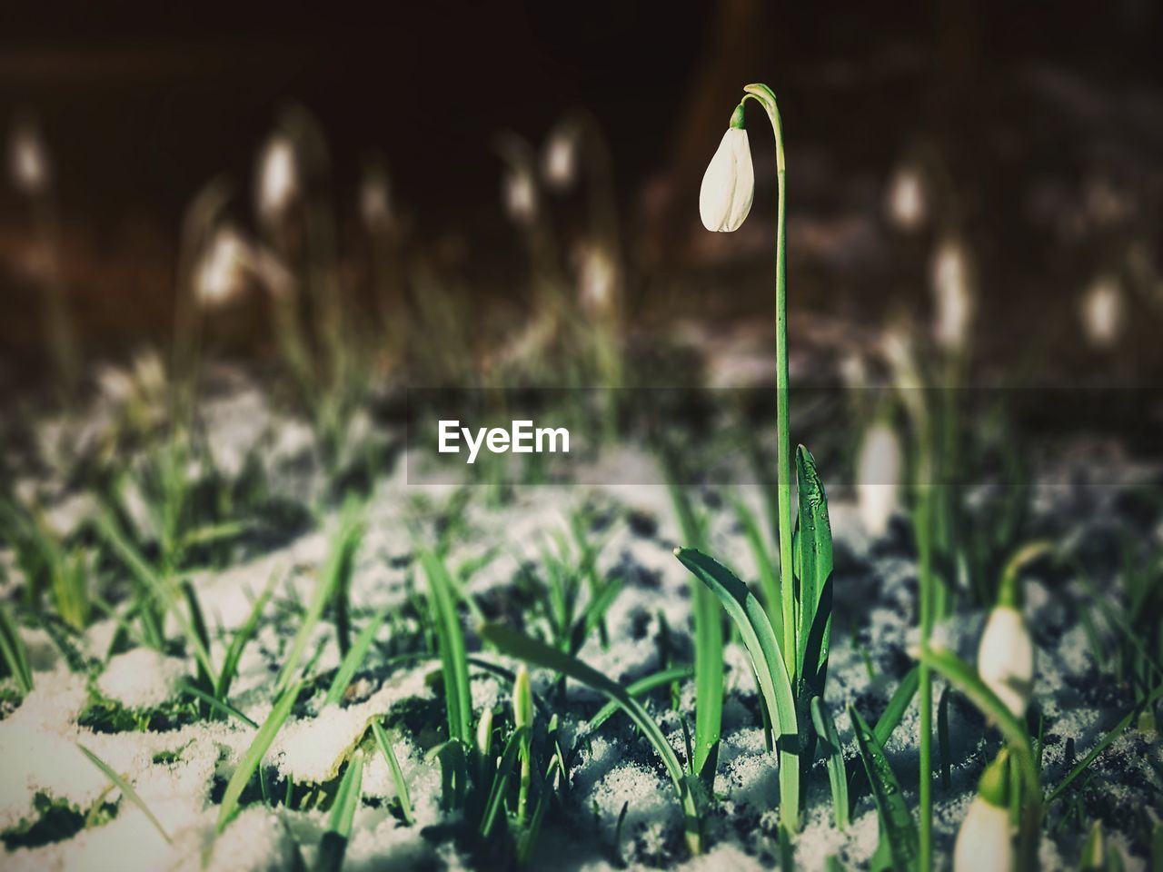 CLOSE-UP OF FLOWER WITH GRASS