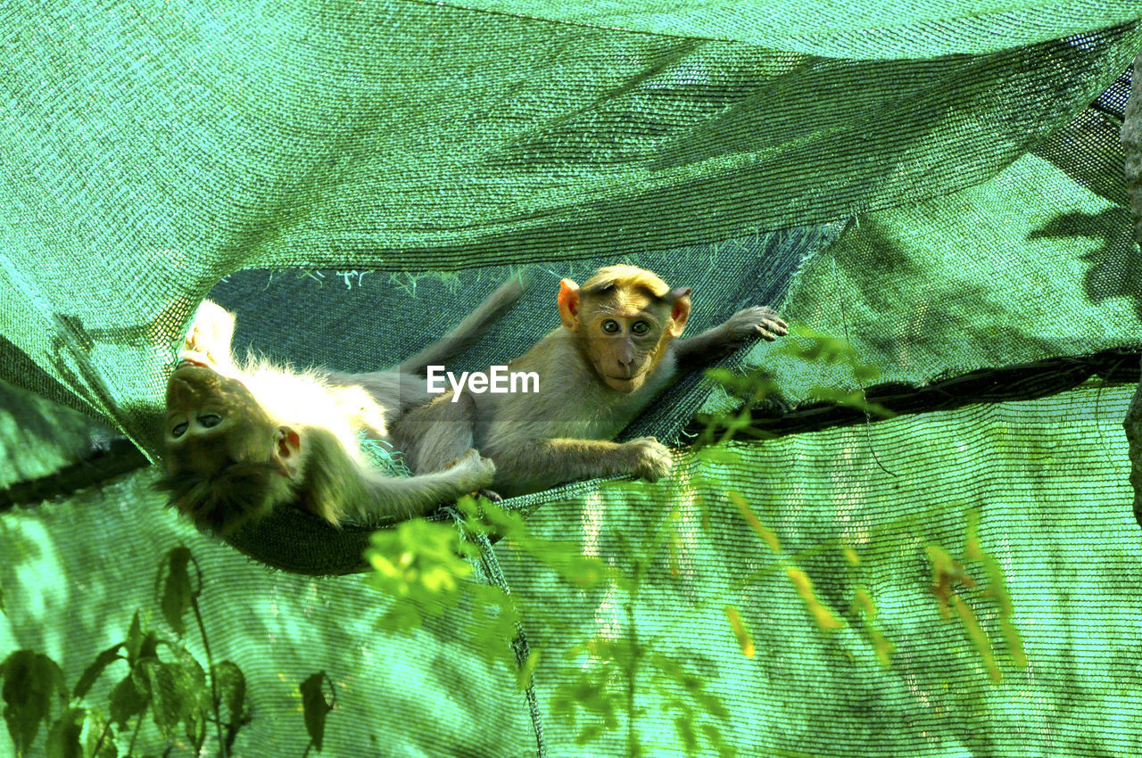 Playful monkeys on green fabric at zoo