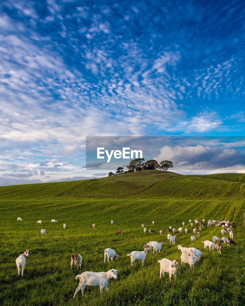 Goats on field against sky