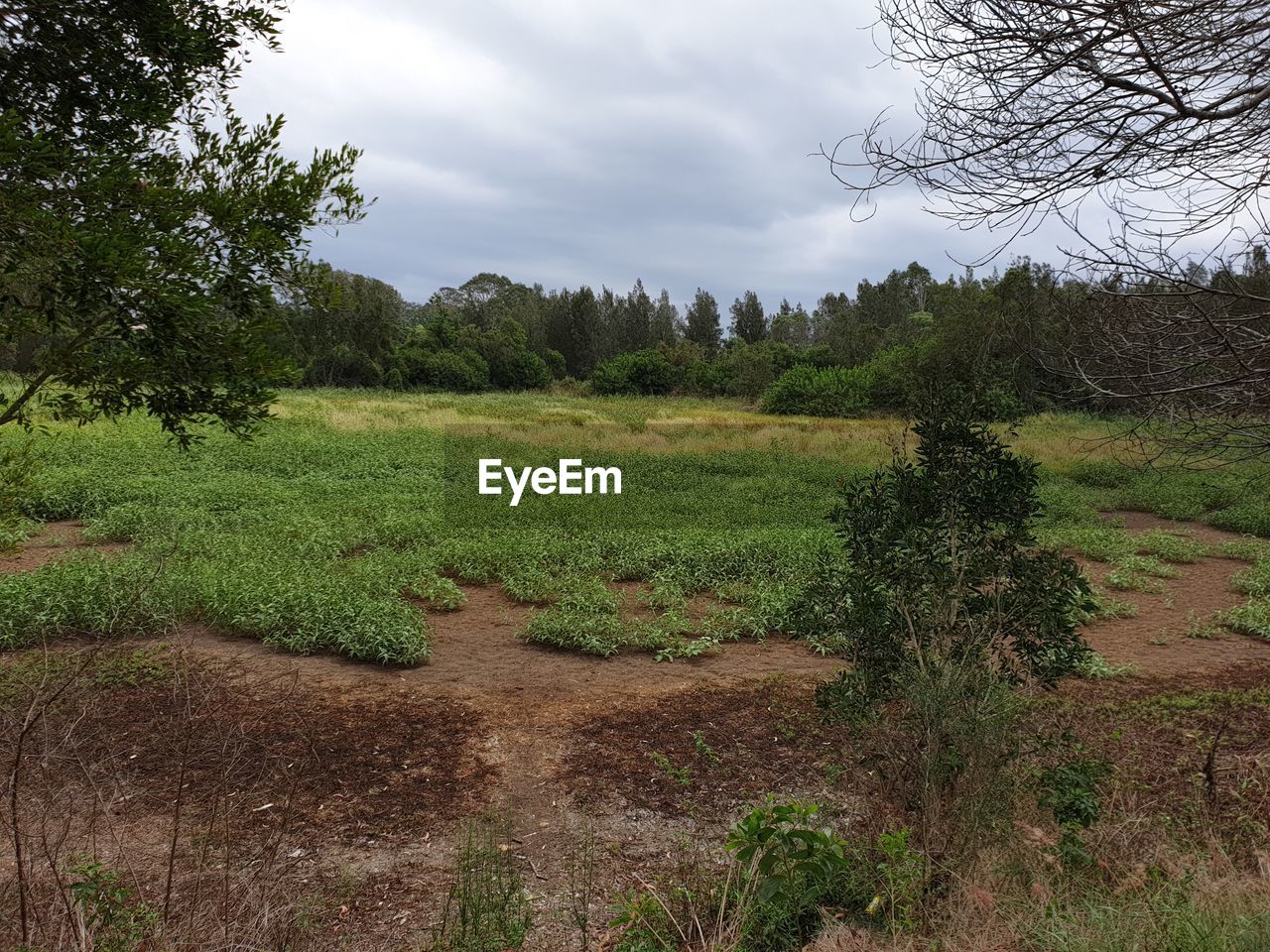 PLANTS GROWING ON FIELD AGAINST TREES