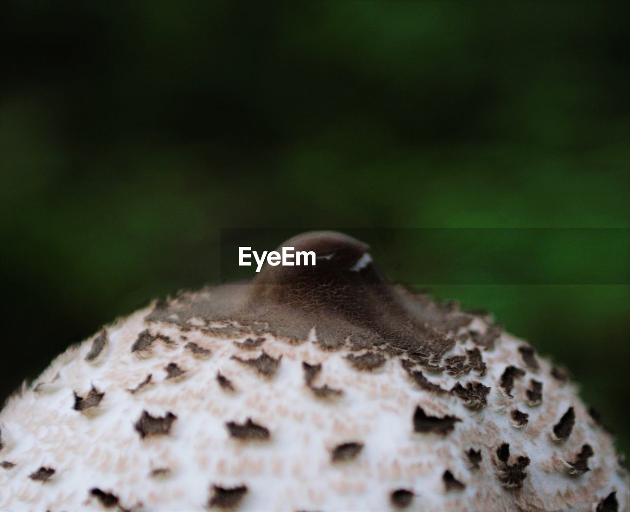 CLOSE-UP OF A MUSHROOM IN THE GROUND