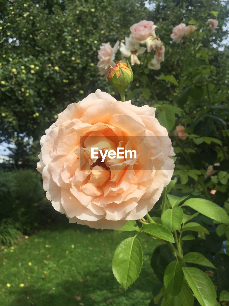 CLOSE-UP OF FRESH ROSE BLOOMING IN GARDEN