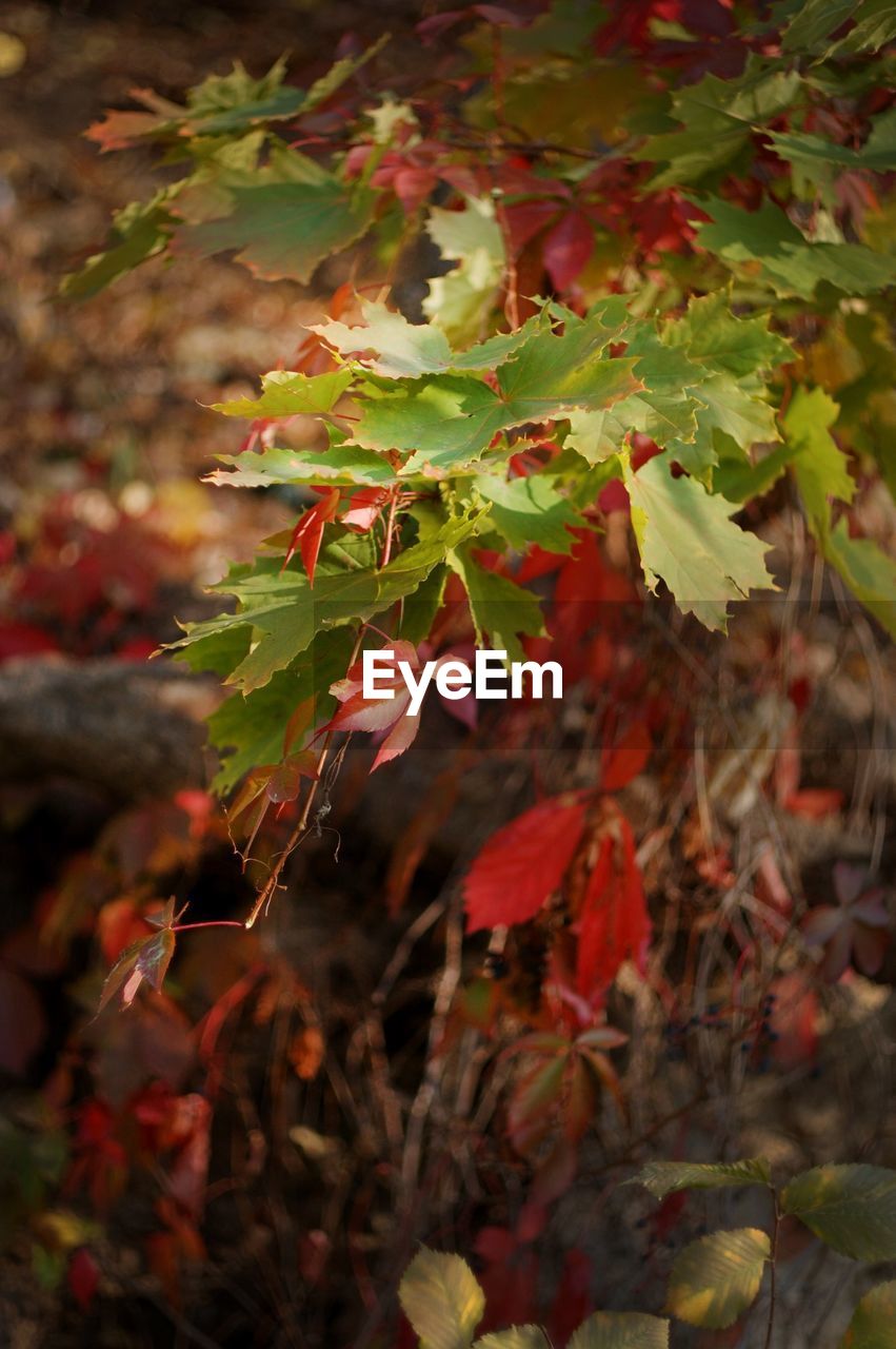 Close-up of leaves on plant during autumn