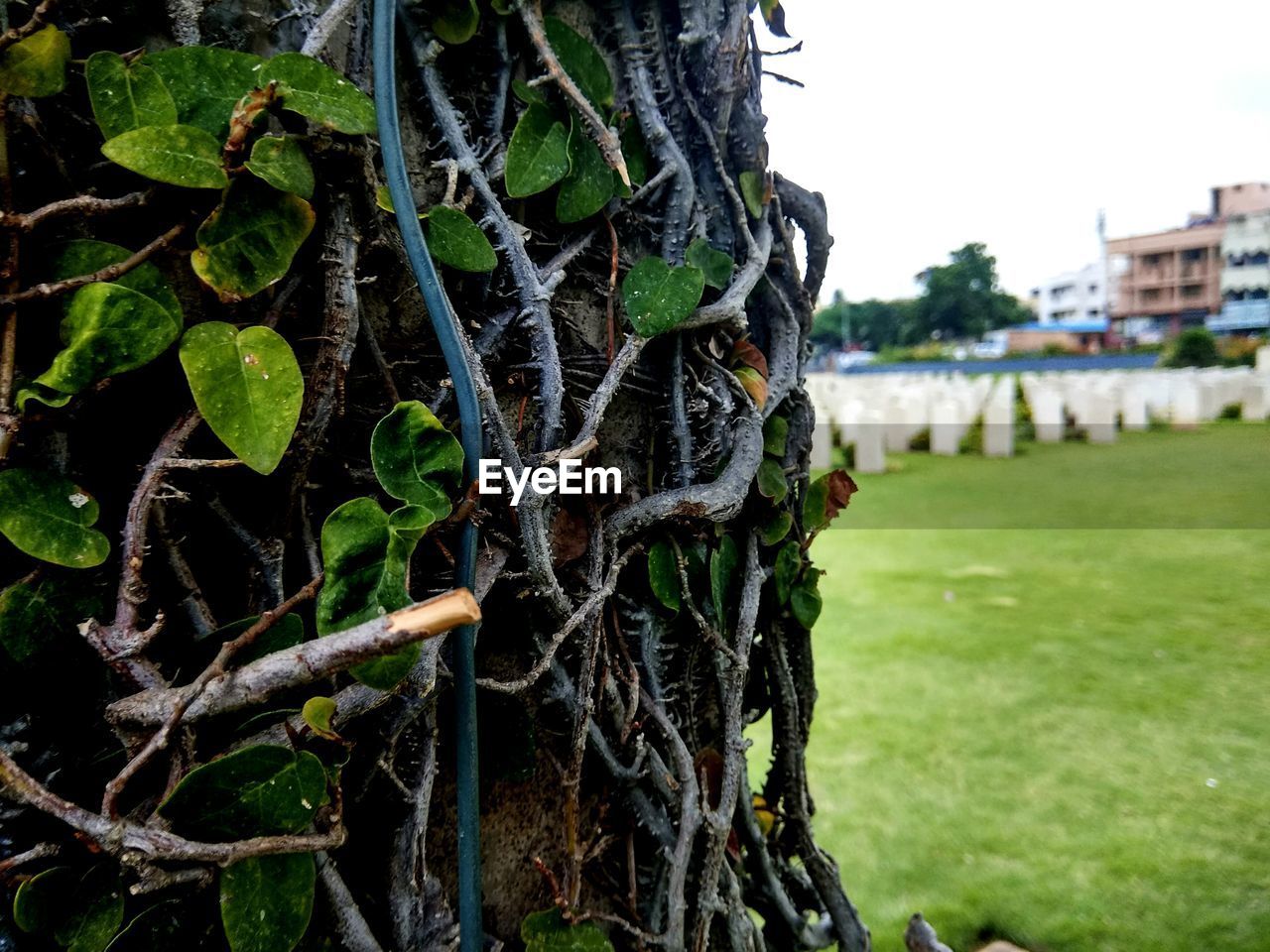 CLOSE-UP OF PLANTS AGAINST TREES