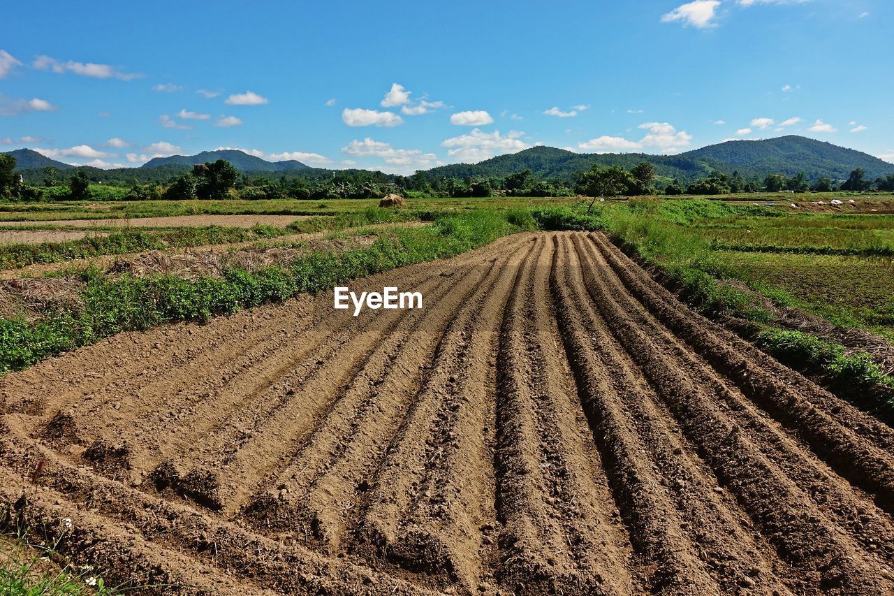 Potato field land preparation for new planting season, thailand