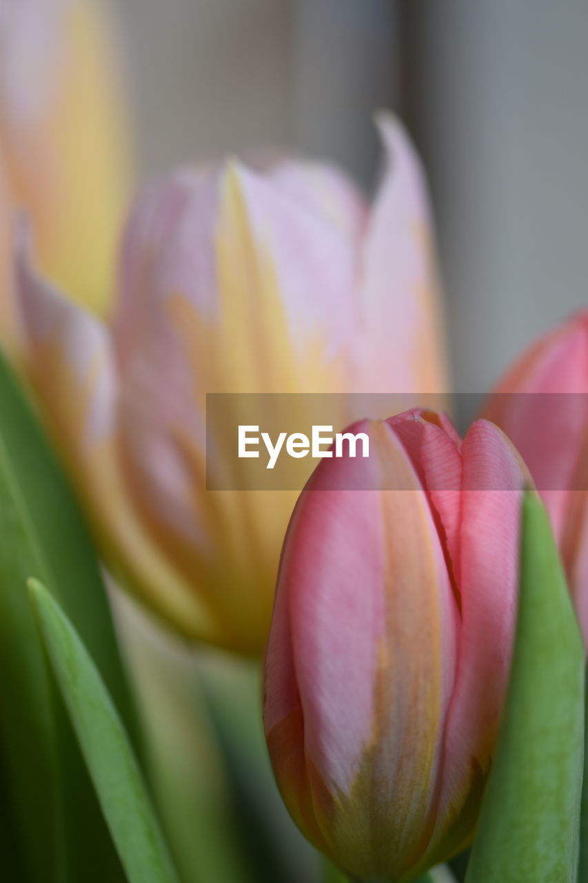 flower, flowering plant, plant, freshness, close-up, beauty in nature, fragility, yellow, petal, pink, macro photography, flower head, inflorescence, nature, growth, no people, leaf, bud, plant part, focus on foreground, selective focus, tulip, plant stem, green, outdoors, blossom, springtime, day