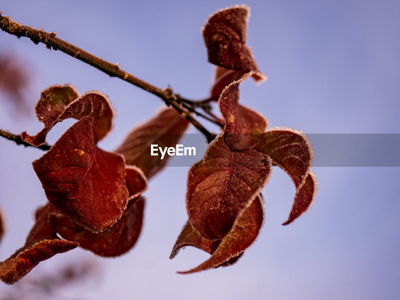 Close-up of dried leaves on plant against sky