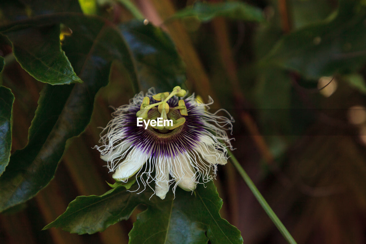 plant, flower, flowering plant, beauty in nature, nature, freshness, green, close-up, macro photography, growth, leaf, plant part, flower head, fragility, inflorescence, petal, passion flower, no people, focus on foreground, passion fruit, outdoors, wildflower, purple, yellow, food